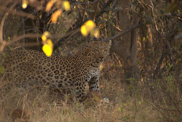 leopard hunting in the brush