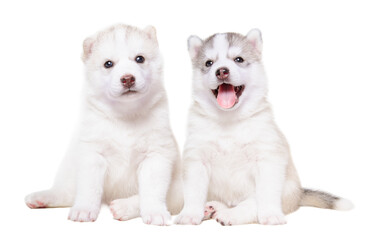 Two cute husky puppies sitting together isolated on white background