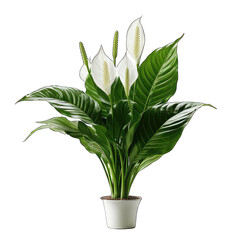 peace lily flower isolated on white