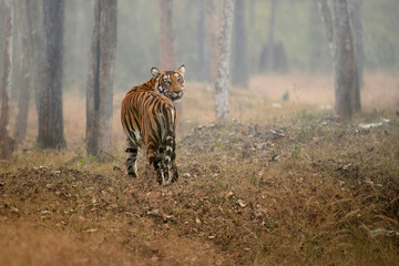 wild Tiger theme: Bengal tiger, Panthera tigris, wild tiger running through trees, side view, hunting tiger. Tigress in her natural habitat. Nagarahole, Karnataka, India. 