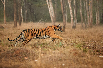 Hunting Tiger theme: Bengal tiger, Panthera tigris, wild tiger running through trees, side view, hunting tiger. Tigress in her natural habitat. Nagarahole, Karnataka, India. 