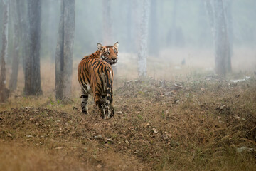 Bengal tiger, Panthera tigris, in the mist among the trees, walking away, turning his head and staring at the camera. A tigress in her natural habitat. Nagarahole, Karnataka, India