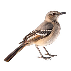 The mocking bird isolated on white
