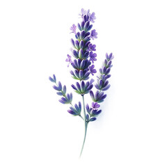 Obraz premium Vibrant Watercolor Lavender - Isolated Transparent Design