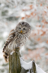 Owl in snowy forest. Ural owl, Strix uralensis, perched on rotten stump in beech forest. Beautiful grey owl in natural habitat. Wild bird of prey in winter nature. Frosty morning. Wildlife.