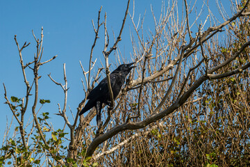 A crow perched in a tree on a sunny summer's day