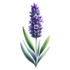 Obraz premium Vibrant Watercolor Lavender - Isolated Transparent Design