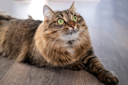A beautiful Siberian cat with green eyes lies on the floor. Horizontal photo.