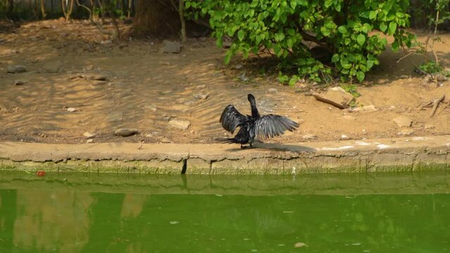 Little Cormorant in open-wing posture, drying their wings after diving