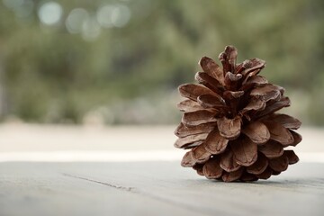 Pine cone on top of wooden table with space for text and forest in the background.
