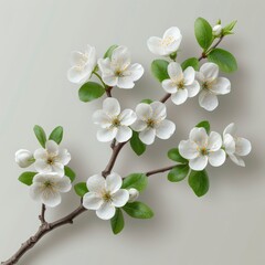 Single Branch White Flower On Cherry On White Background, Illustrations Images