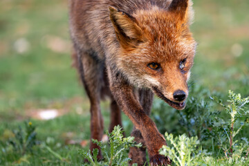 Beautiful close-up portrait of a red fox walking through the grass with an injured eye in Sierra Morena, Andalusia, Spain, Europe