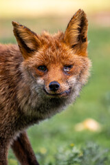 Beautiful very close portrait of a red fox looking at the camera with one injured eye in Sierra Morena, Andalusia, Spain, Europe