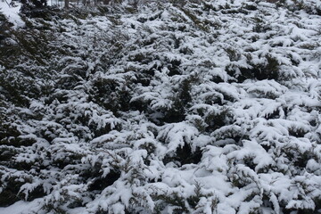Fototapeta na wymiar Juniperus sabina bushes covered with snow in January