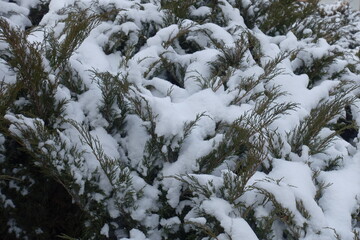 Leafage of savin juniper covered with snow in January