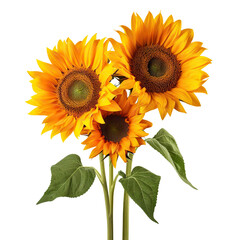 Three bright yellow sunflowers in full bloom, cut out