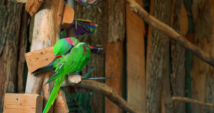 Ring-necked Parrot green colour in close-up vibrant example of exotic birds perches on branch Ring-necked Parrot plumage display of nature's art. Ring-necked Parrot symbol of avian diversity.