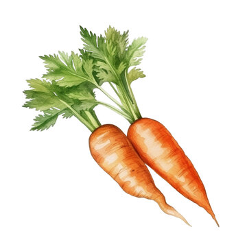 The carrots in watercolor style isolated transparent, Generative, AI