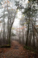 霧が湧く晩秋の森