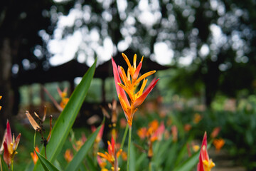 Obraz premium bunga cendrawasih (Heliconia psittacorum) in garden 