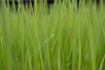beutiful natural grass background with blurred bokeh 