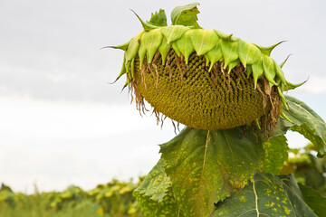 Ripe sunflower in a field ready to be harvest