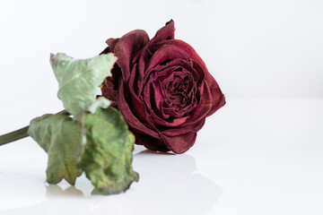 Dried Red Rose flower with dried leaves with a reflection