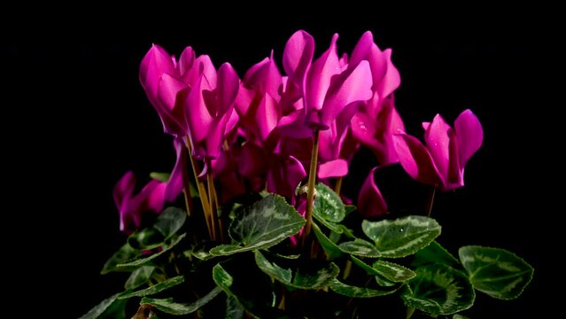 Cyclamen red flowers on a black background 4K