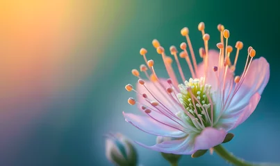Poster Simple close-up flower, Generative AI  © simba kim