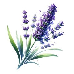 Vibrant Watercolor Lavender - Isolated Transparent Design