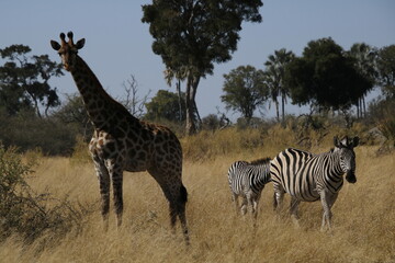 Obraz premium zebras and giraffe in africa