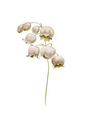 Lily of the valley, watercolor flower, spring flowers, hand drawing, plant isolated on white background