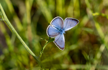 Blackeye butterfly (Glaucopsyche alexis) on plant