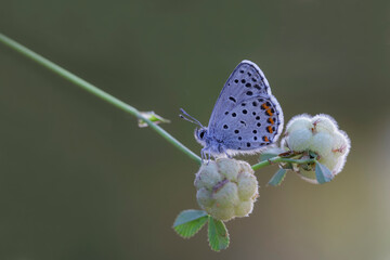 Himalayan Blue butterfly (Pseudophilotes vicrama) on plant.​