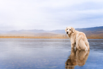 Golden retriever stands in a blue lake against a background of brown mountains and looks back