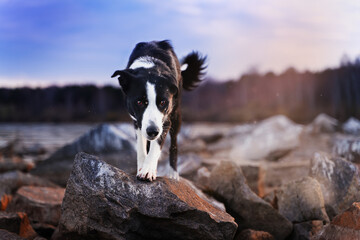 Short-haired black and white border collie walks along the stones near lake at sunset. Dog on dark background