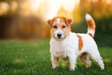 Jack russell terrier stands on a green lawn on an orange background and looks into the camera