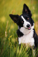 Black and white border collie sits in tall green grass and looks at the camera