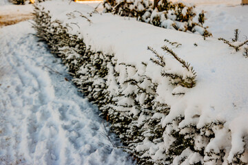 Shrub and pedestrian sidewalk covered with heavy snow, street and sunlight in blurred background, scene after heavy snowfall, sunny winter day