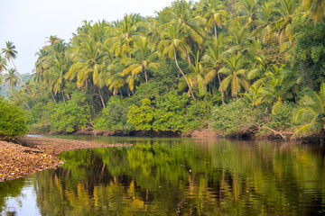 Landscape with mangroves and palm trees.  