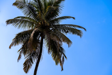 Palm tree wit blue sky. 