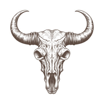 Bull head skull woodcut style drawing vector