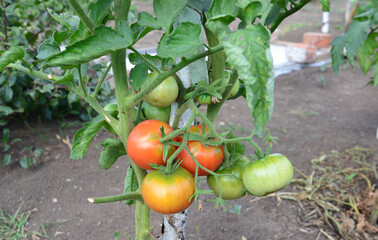 bunch of tomato vegetables on the seedling close up 