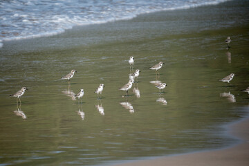 Siberian sand plover, Charadrius mongolus is a family of  Charadriidae.