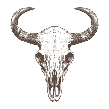 Bull head skull woodcut style drawing vector