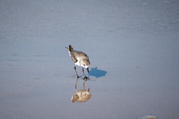 Siberian sand plover, Charadrius mongolus is a family of  Charadriidae.