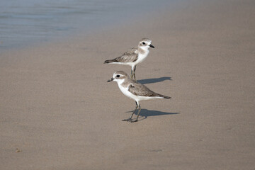 Siberian sand plover, Charadrius mongolus is a family of  Charadriidae.