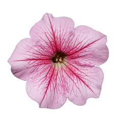 Pink petunia flower 