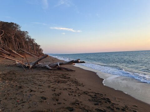 Strand Treibholz