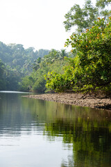 Landscape with mangroves and palm trees.  